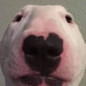 Meet your Posher, Luca